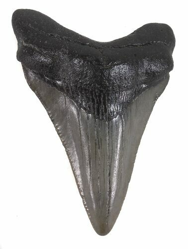 Juvenile Megalodon Tooth - South Carolina #48867
